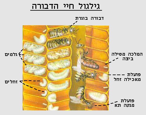 גילגול חיי הדבורה